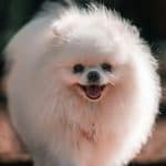 Pomeranian puppy /adult | White Color