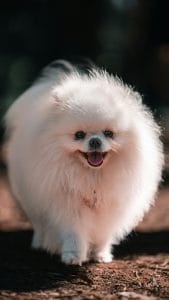 Pomeranian puppy /adult | White Color