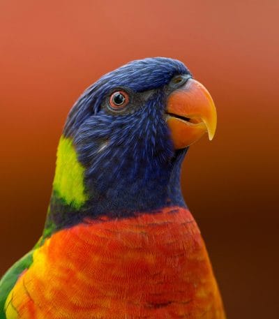 Rainbow Lorikeet