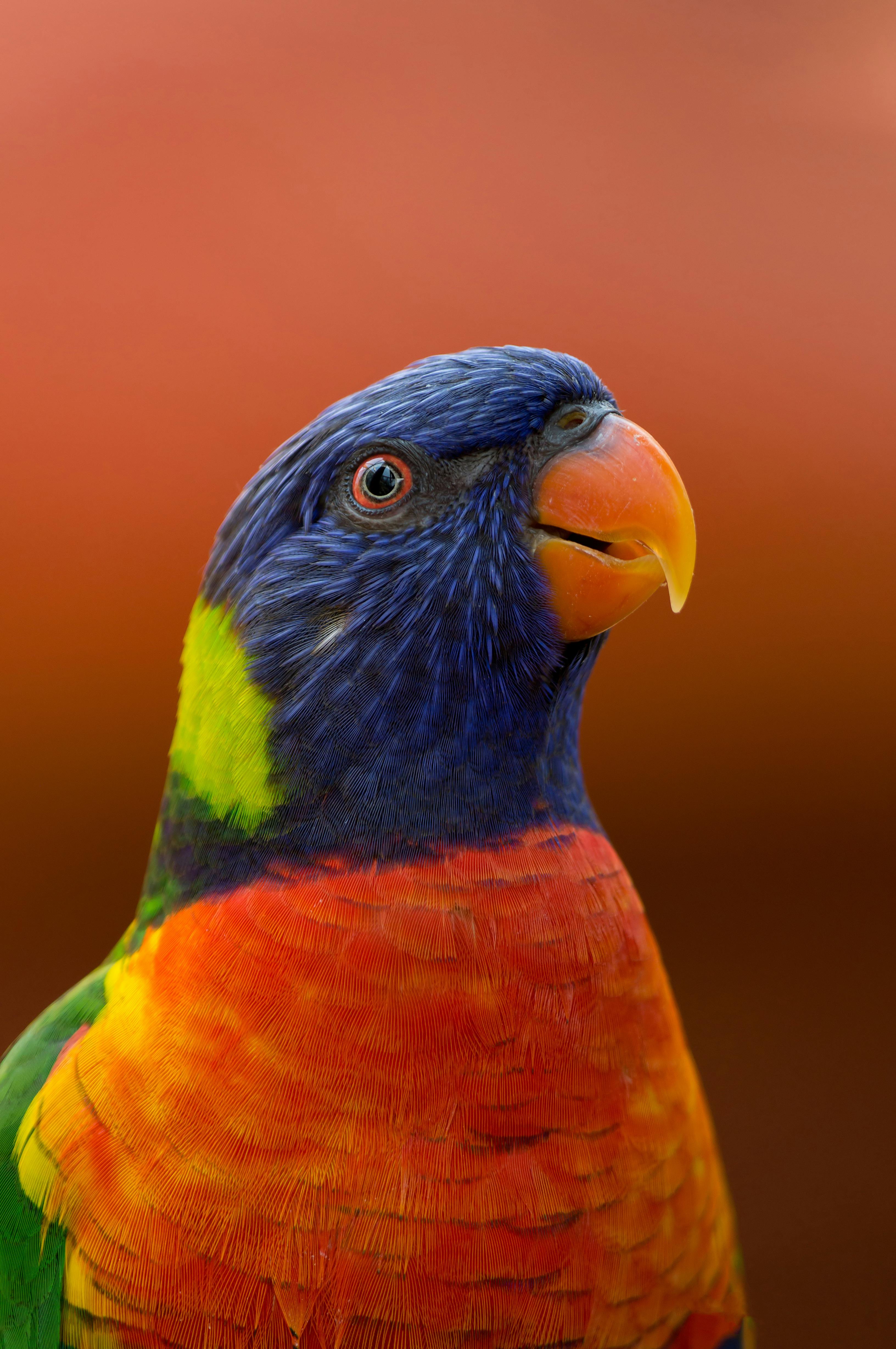 Rainbow Lorikeet