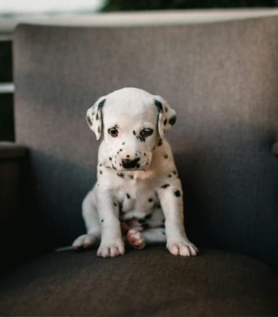 Buy Dalmatian Puppy Online - Classic White and Black Spotted Pup