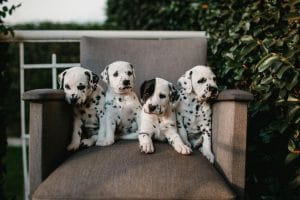 Dalmatian Puppy / Adults | White & Black