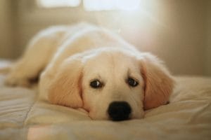 Fawn Labrador Bhopal - Classic Yellow Puppy for Sale