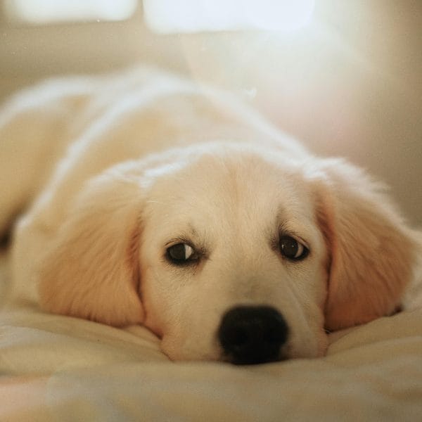 Fawn Labrador Bhopal - Classic Yellow Puppy for Sale