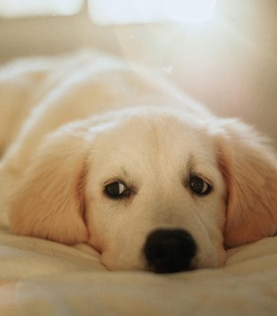 Fawn Labrador Bhopal - Classic Yellow Puppy for Sale