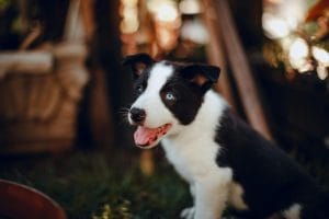 Buy Border Collie Puppy - Intelligent Black and White Pup