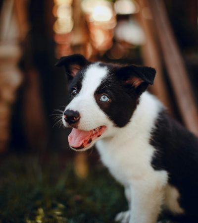border collie haryana