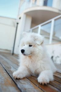 Samoyed Puppy /Adult | White
