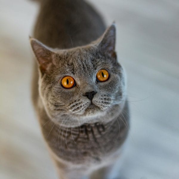 Buy British Shorthair Kitten - Plush Blue Round Faced Cat