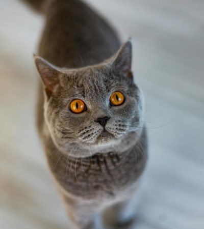 british shorthair haryana
