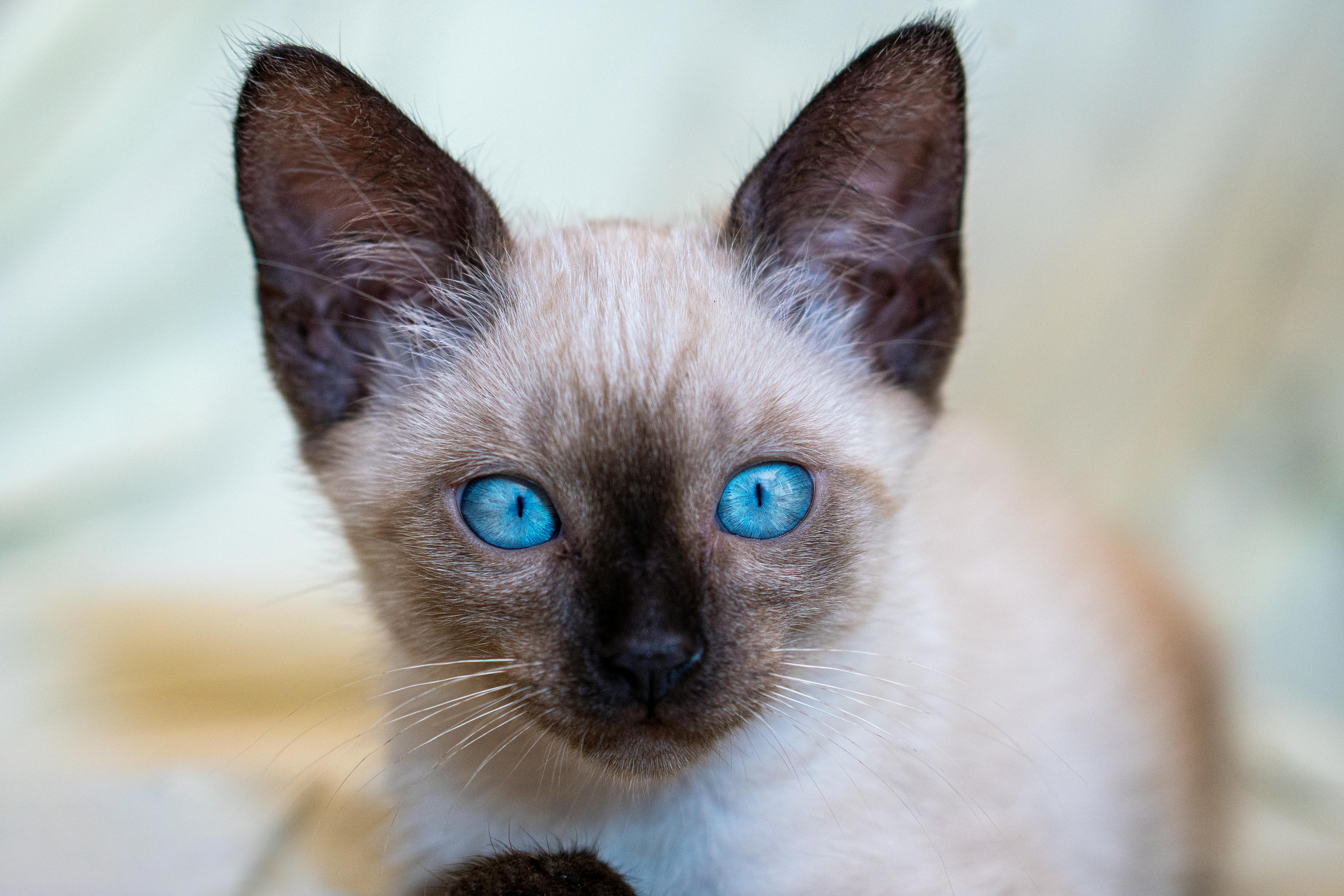 Siamese Kitten/Adult