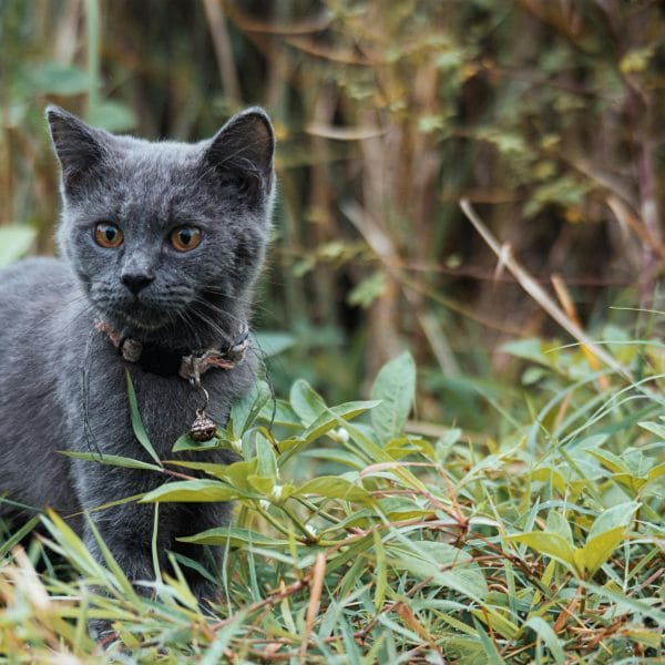 Buy Russian Blue Kitten - Plush Silver-Tipped Blue Fur