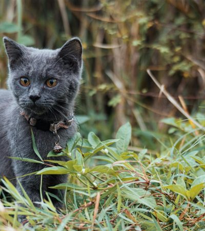 russian blue haryana