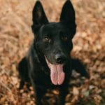 German Shepherd Black