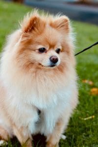 Pomeranian Puppy /Adult | White & Brown Color