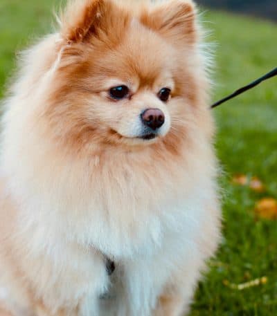 Pomeranian Puppy /Adult | White & Brown Color