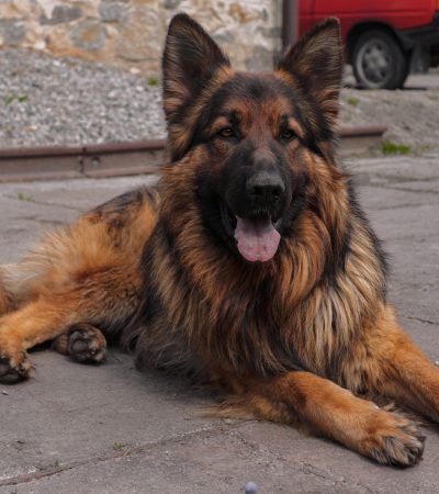 red and black german shepherd haryana