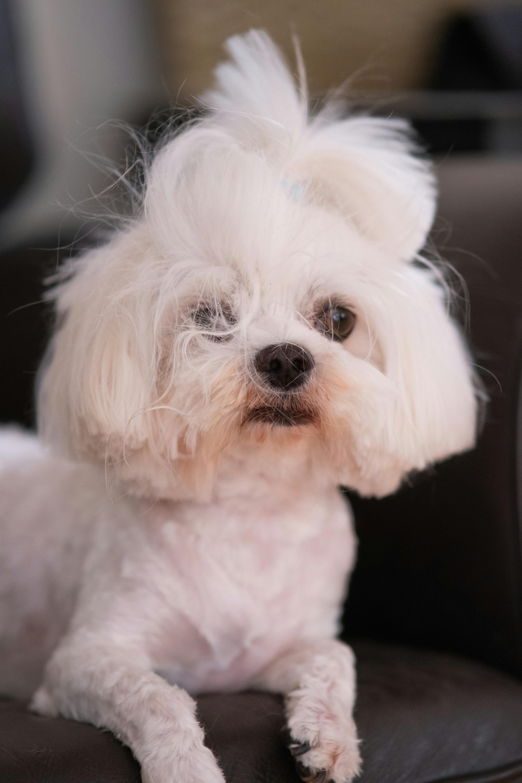 Maltese Puppy / Adult | White