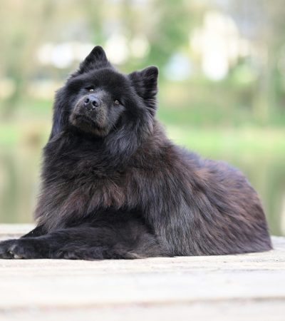 Chow Chow Puppy & Adult | Black Color