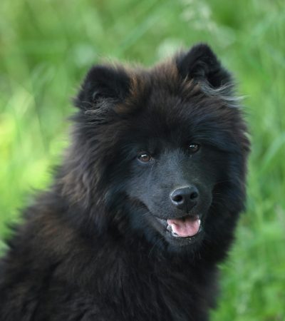 black chow chow haryana