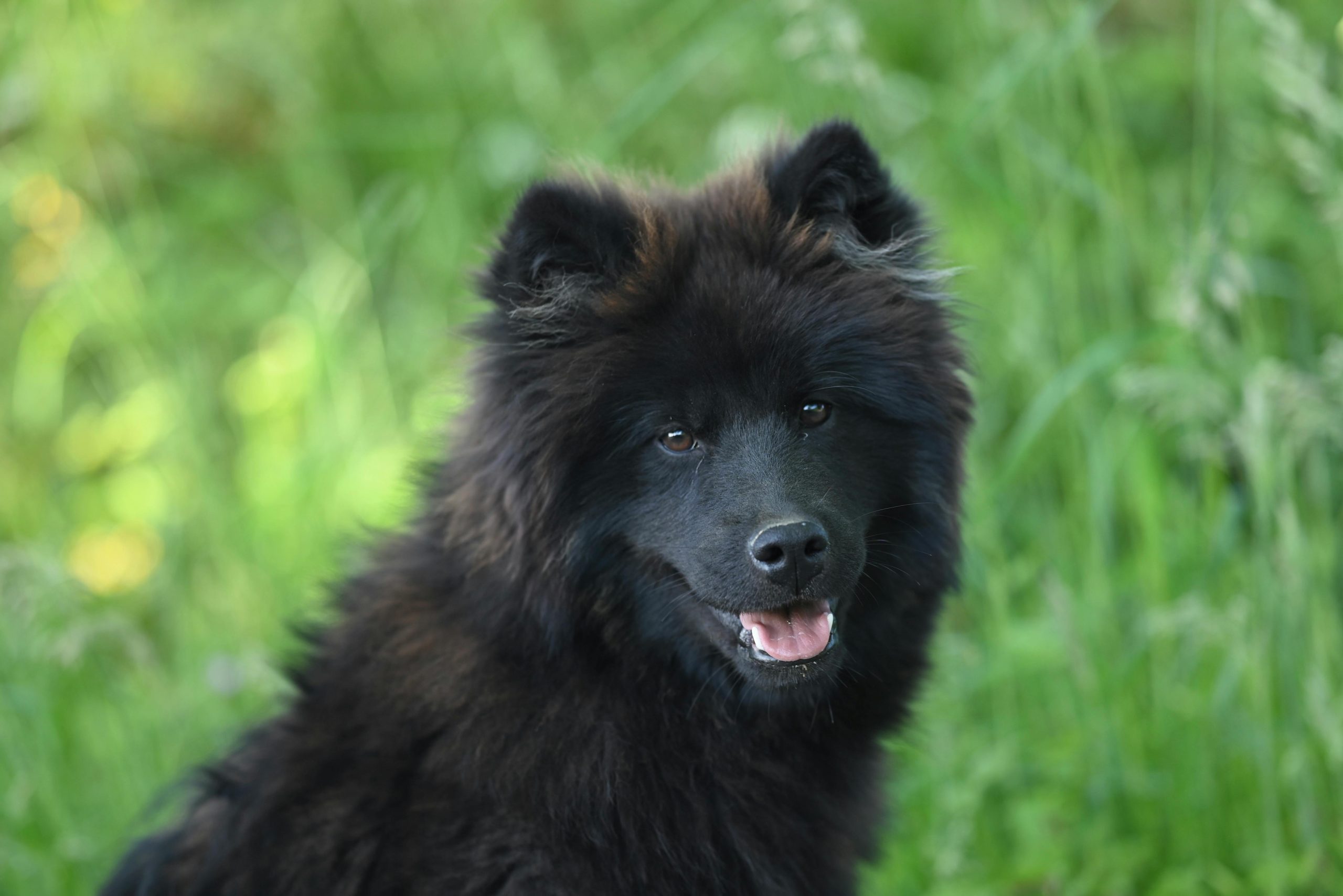 Buy Black Chow Chow Puppy - Solid Midnight Black Lion Dog