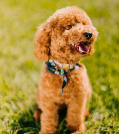toy poodle haryana