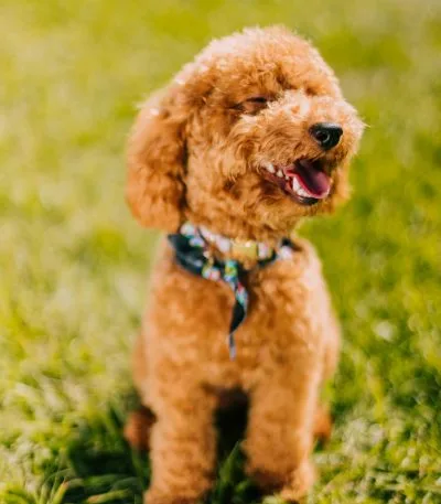 toy poodle haryana
