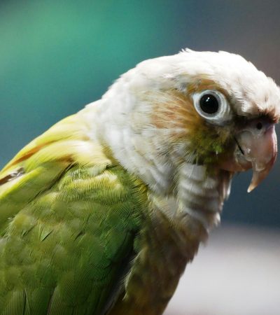 green cheek conure haryana