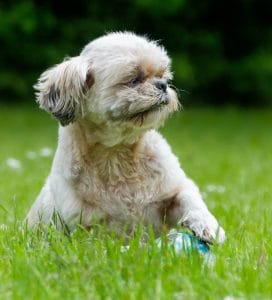 Shih Tzu | White | Puppy