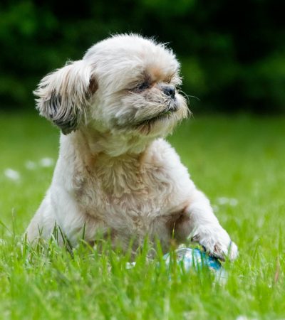 Shih Tzu | White | Puppy