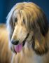 Buy Gold Afghan Hound Puppy - Silky Sun-Kissed Golden Pup