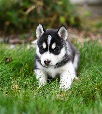 Siberian Husky - Black & White