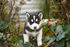 Siberian Husky Dog Bhopal - Black and White Puppy with Brown Eyes for Sale