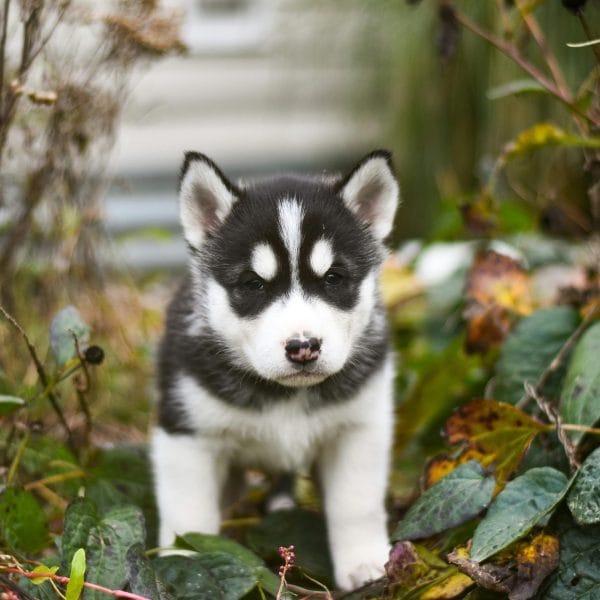 Siberian Husky Dog Bhopal - Black and White Puppy with Brown Eyes for Sale