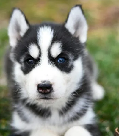 black and white husky blue eyes haryana