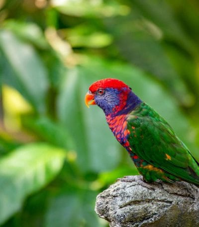 Buy Red-collared Lorikeet - Vibrant Blue and Orange Parrot