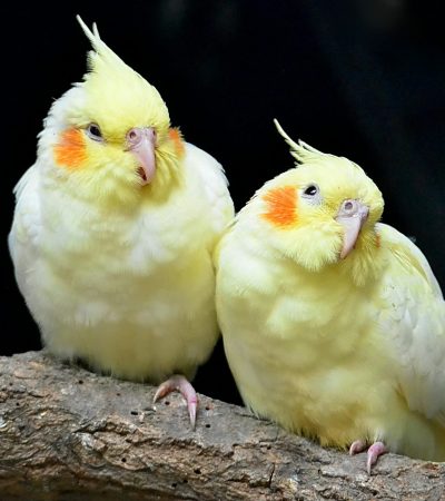 lutino cockatiel haryana