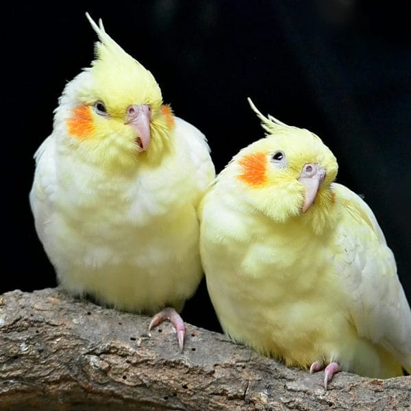 Buy Lutino Cockatiel Pair - Radiant Yellow Bird with Red Eyes