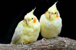 Cockatiel - Lutino Pair