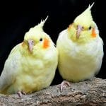 Cockatiel - Lutino Pair