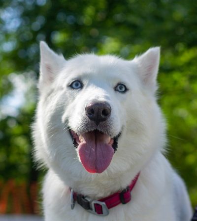 Siberian Husky - White Color