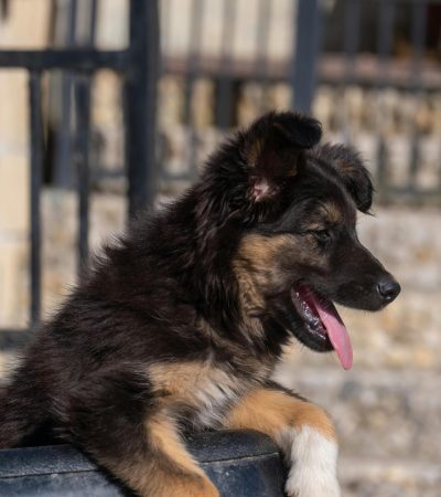 black and tan german shepherd haryana