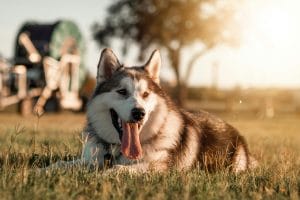 Siberian Husky copper & white