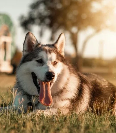 Siberian Husky copper & white