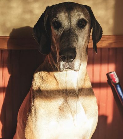 Great Dane Puppy / Adult - Fawn Color