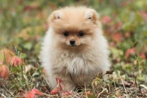 Pomeranian Puppy /Adult | Cream Color