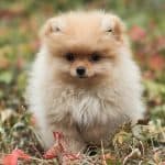 Parti Pomeranian Bhopal - White and Brown Puppy for Sale