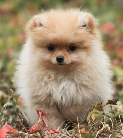 white and brown pomeranian haryana