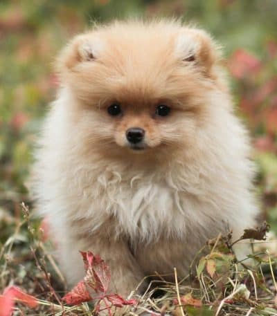 Parti Pomeranian Bhopal - White and Brown Puppy for Sale