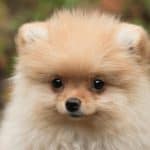 Cream Pomeranian Price Bhopal - Solid Cream Fluffy Puppy for Sale